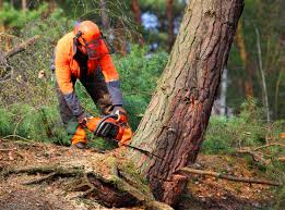 Reliable Cortez, CO Tree Care Services Solutions